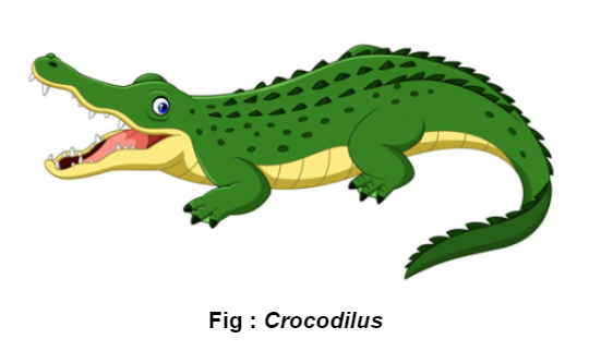 crocodilus