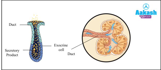 Salivary glands