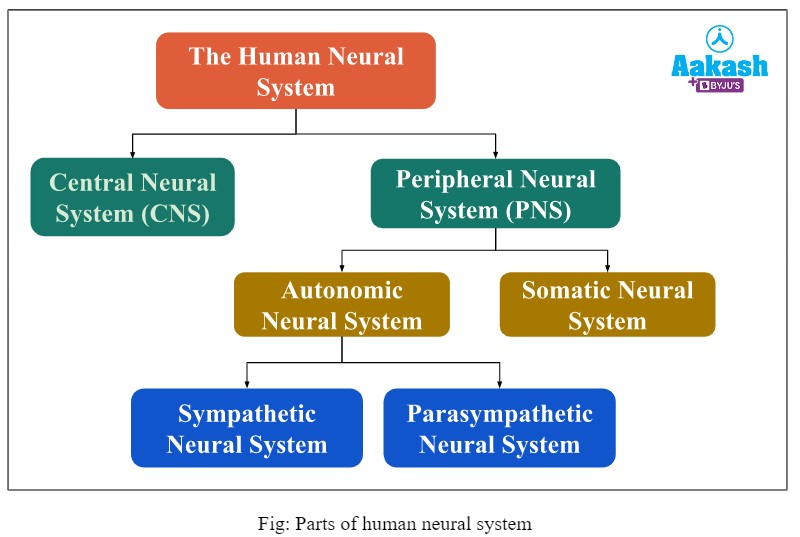 Overview of the Human Neural System in Biology: Definition, Types and ...