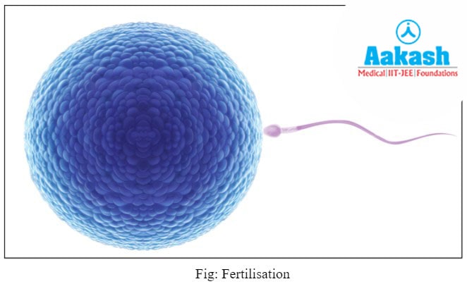 Fertilisation