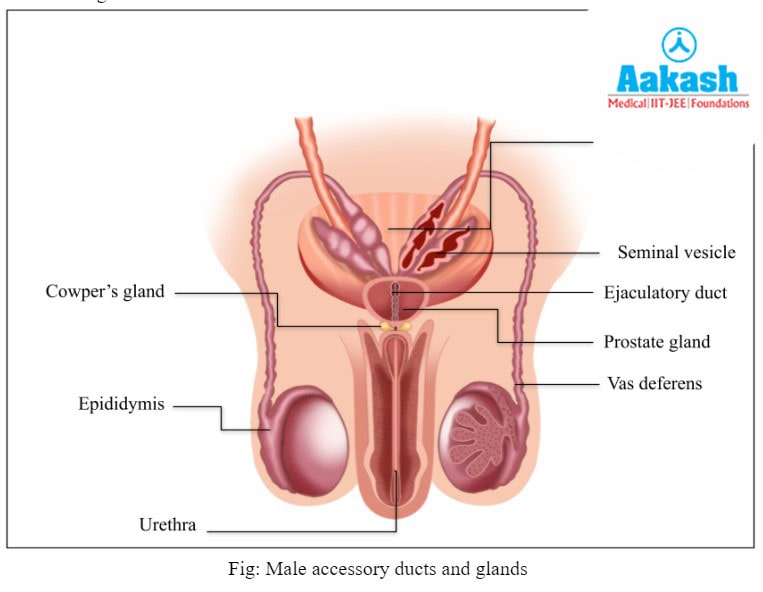 Male Accessory Ducts and Glands