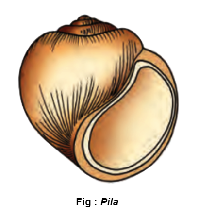 pila
