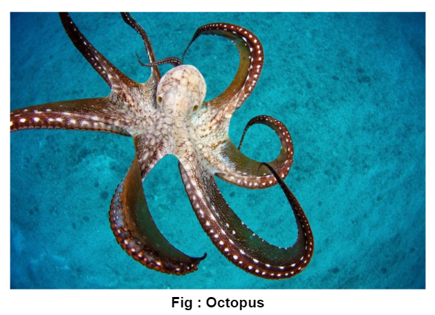octopus