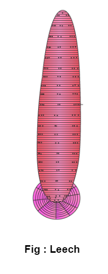 leech