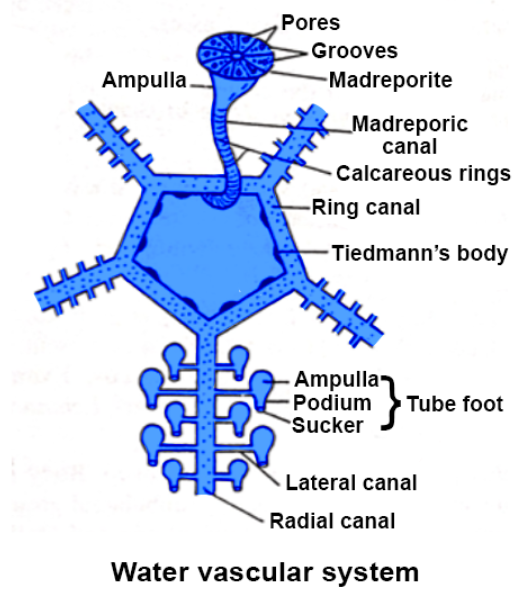 water-vascular-system