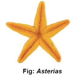 asterias