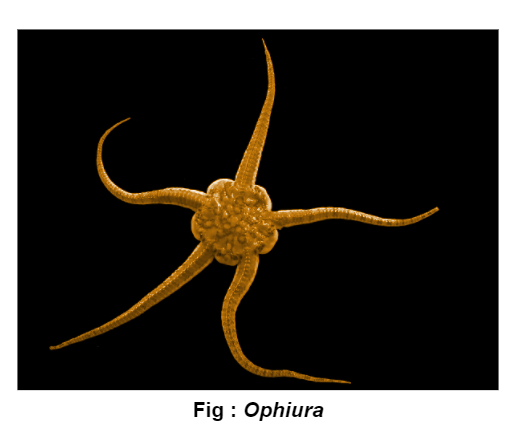 ophiura