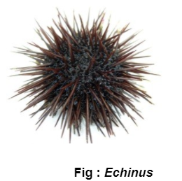 echinus
