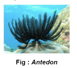 antedon
