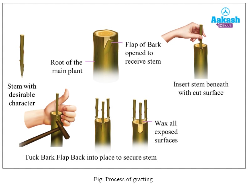 Vegetative Propagation Definition, Advantages & Examples AESL