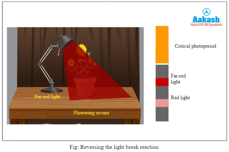 Reversing the light break Reaction
