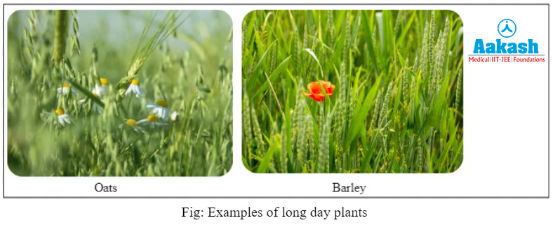 Examples of a long day plants
