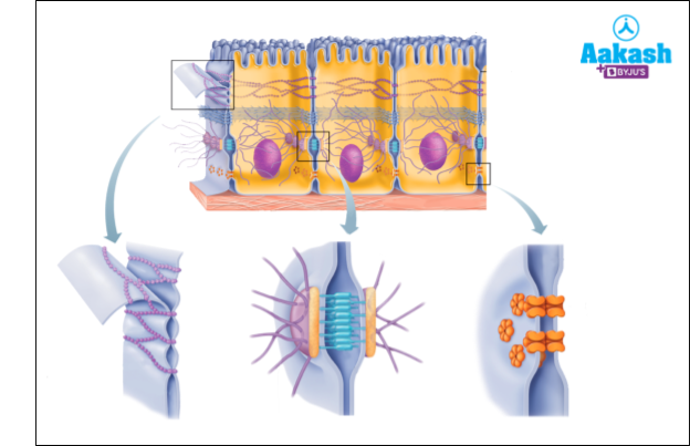  Intercellular junctions