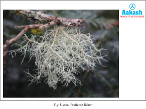 Fruticose lichens