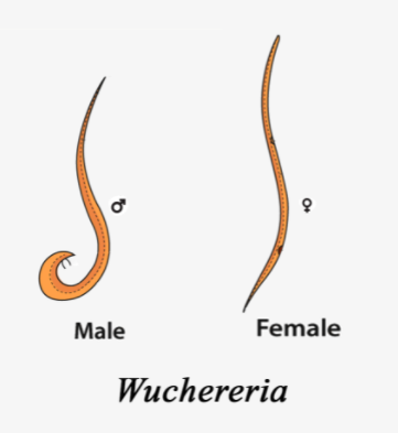 wuchereria
