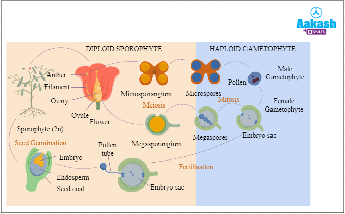Classification Of Angiosperms Explained With Diagram