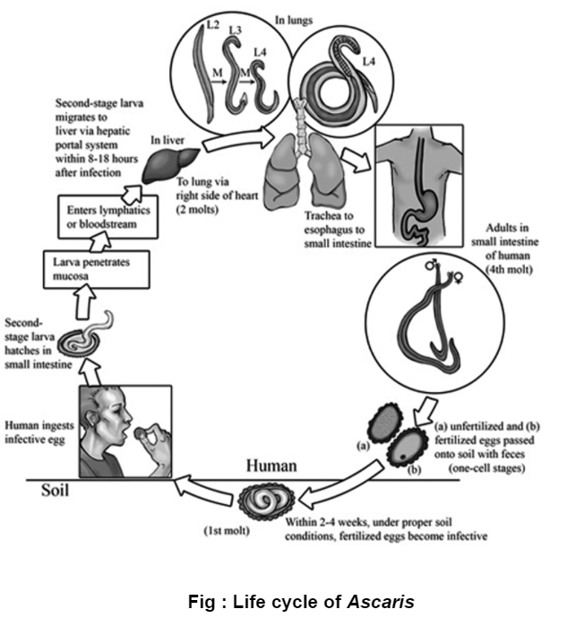 life-cycle-ascaris