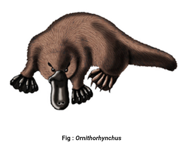 ornithorhynchus