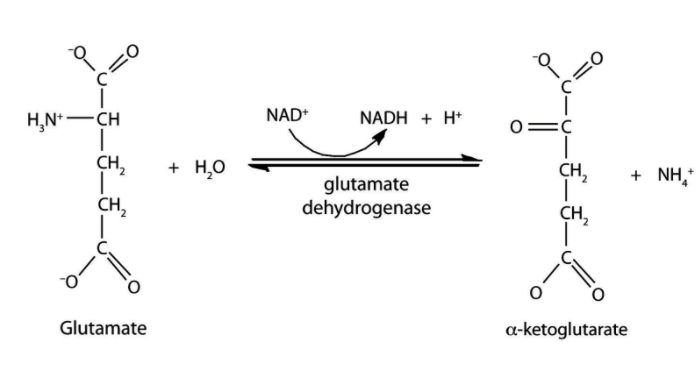 oxidative-deamination