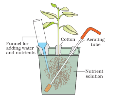hydroponics