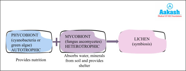 Phycobiont , Mycobiont and Lichens