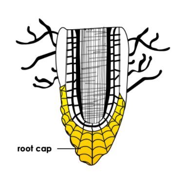 root-cap