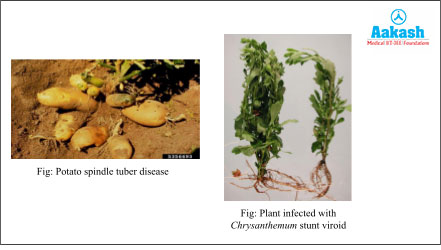 Potato Spindle Tuber Disease & Plant Infected with Chrysanthemum Stunt Viroid