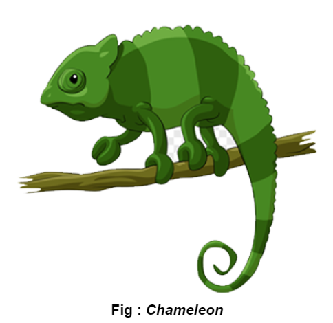 chameleon