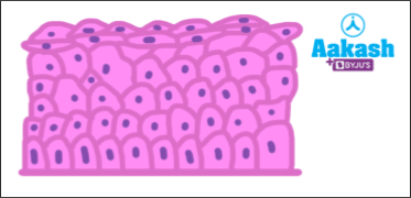 Non-keratinised stratified epithelium