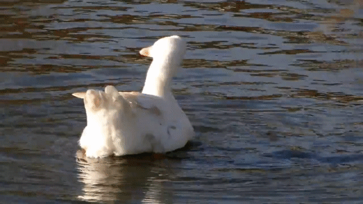 Adaptation of claw in duck to swim