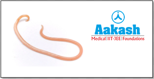 Ascaris lumbricoides