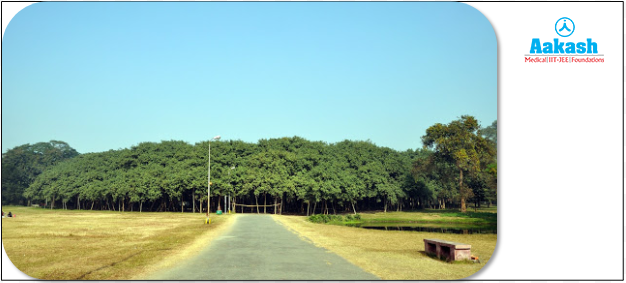 Banyan tree