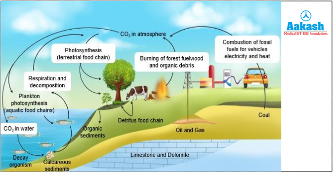 Carbon cycle