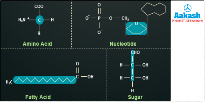 Carbon is a building block of biomolecules