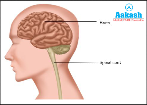 Central nervous system diiagram