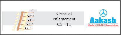Cervical enlargement Diagram