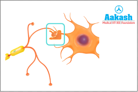 Chemical synapse diagram