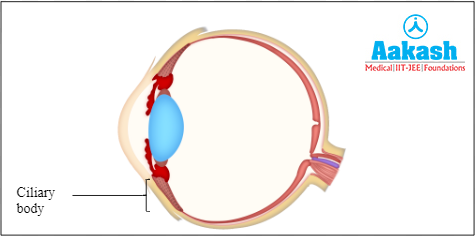 Ciliary body Diagram