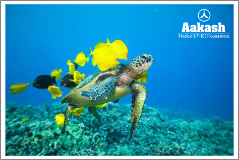 Cleaning symbiosis by marine fishes on turtle Diagram