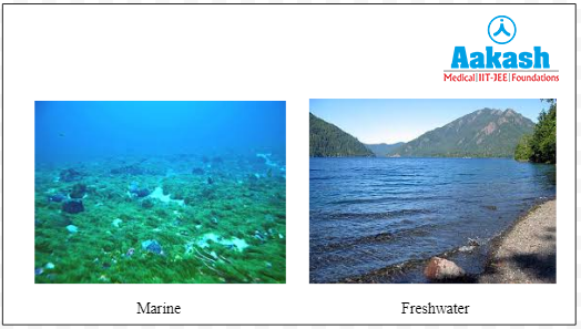 Common habitat of protists