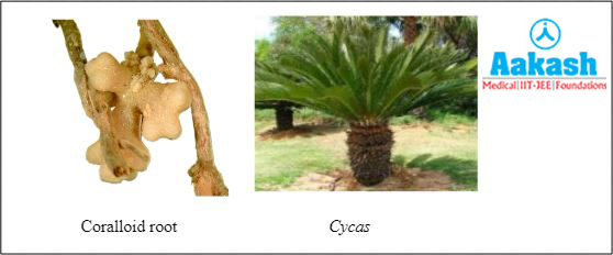 Coralloid root of Cycas