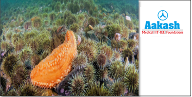 Cucumaria- Sea cucumber