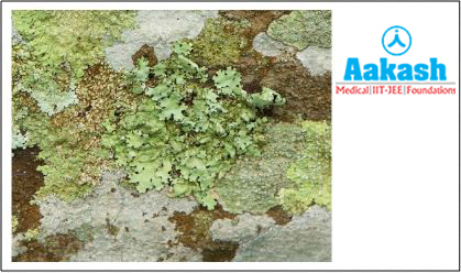 Cyanolichens on Anthoceros Diagram