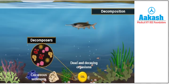 Decomposition releases carbon dioxide in ocean