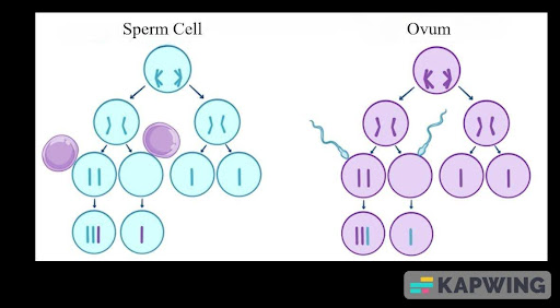 What causes Down Syndrome