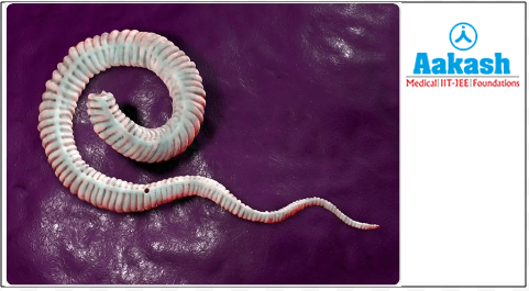 Dracunculus medinensis