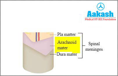 Dura mater diagram