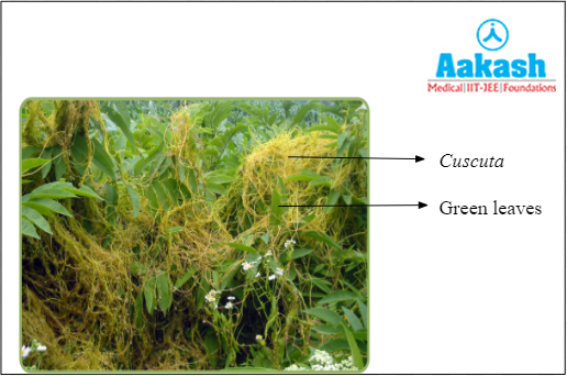 Ectoparasites diagram