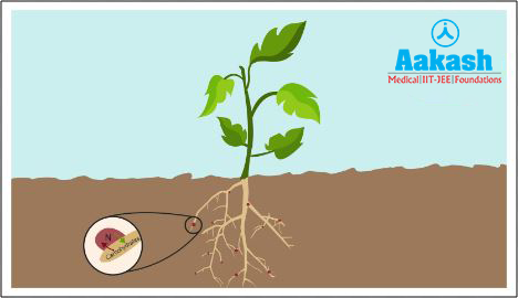Endosymbiosis diagram