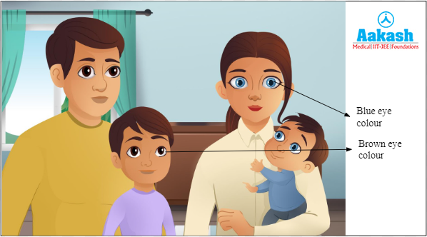 Eye colour in human beings Diagram